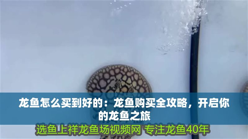 龍魚怎么買到好的：龍魚購買全攻略，開啟你的龍魚之旅