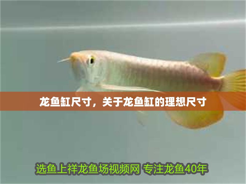 龍魚缸尺寸，關(guān)于龍魚缸的理想尺寸