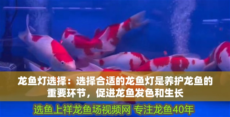 龍魚燈選擇：選擇合適的龍魚燈是養護龍魚的重要環節，促進龍魚發色和生長
