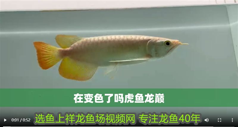 在變色了嗎虎魚龍巔