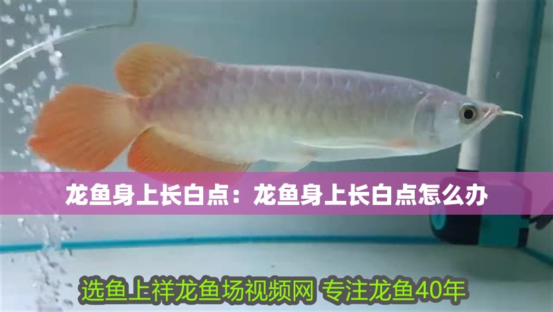 龍魚身上長白點：龍魚身上長白點怎么辦