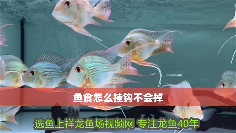 魚食怎么掛鉤不會掉