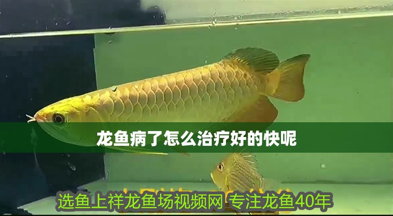 龍魚病了怎么治療好的快呢