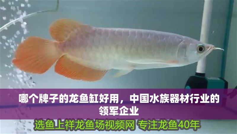 哪個(gè)牌子的龍魚缸好用，中國水族器材行業(yè)的領(lǐng)軍企業(yè)