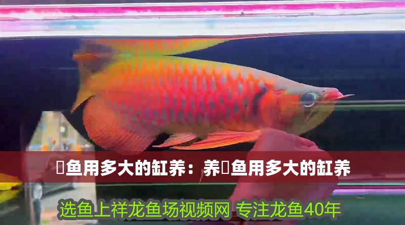 魟魚用多大的缸養：養魟魚用多大的缸養