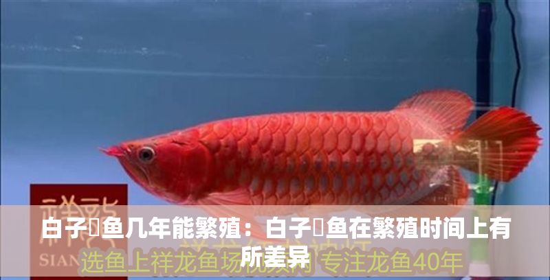 白子魟魚幾年能繁殖：白子魟魚在繁殖時間上有所差異