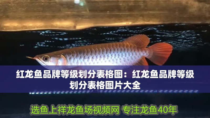 紅龍魚品牌等級劃分表格圖：紅龍魚品牌等級劃分表格圖片大全 紅龍魚品牌等級劃分表格圖：紅龍魚品牌等級劃分表格圖片大全 水族問答