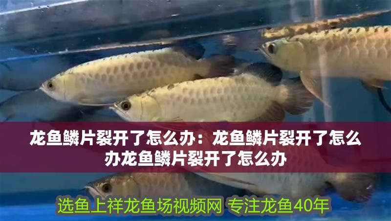 龍魚鱗片裂開了怎么辦：龍魚鱗片裂開了怎么辦龍魚鱗片裂開了怎么辦