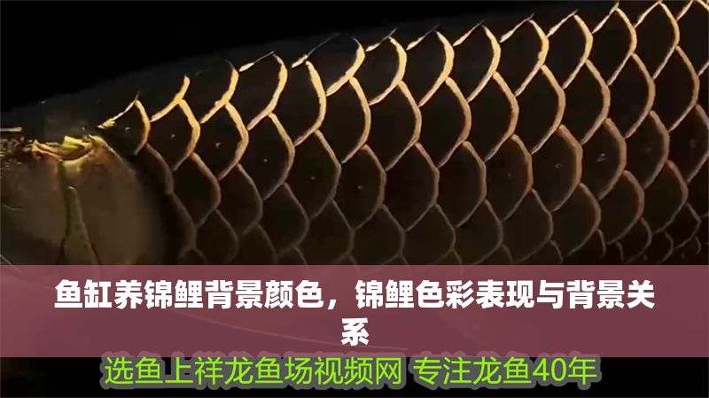 魚缸養(yǎng)錦鯉背景顏色，錦鯉色彩表現(xiàn)與背景關(guān)系