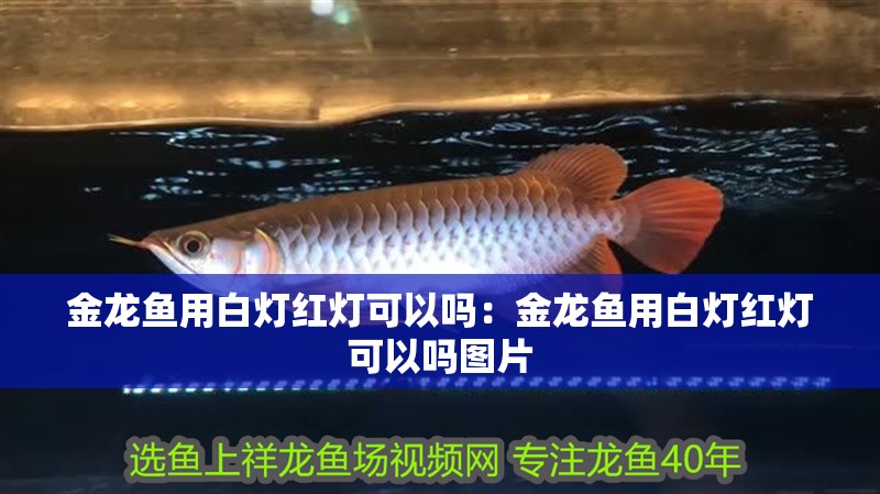 金龍魚用白燈紅燈可以嗎：金龍魚用白燈紅燈可以嗎圖片
