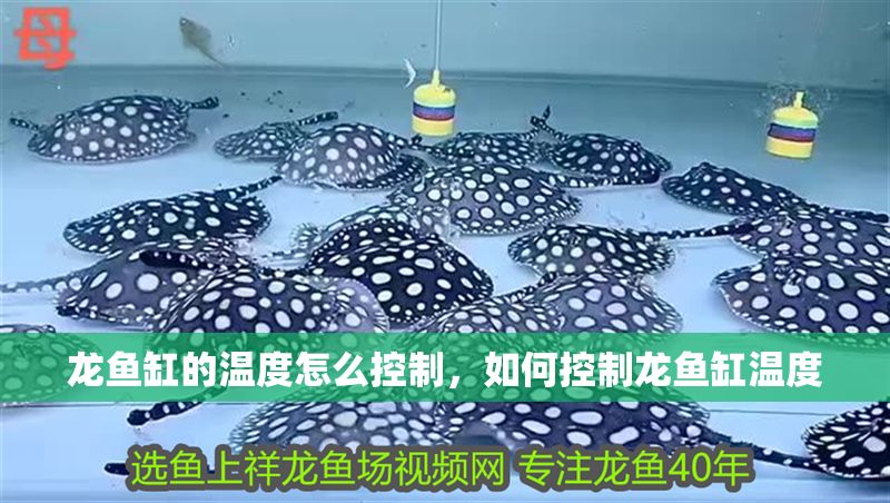 龍魚缸的溫度怎么控制，如何控制龍魚缸溫度