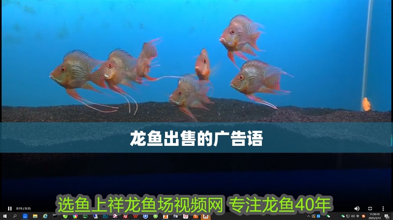 龍魚出售的廣告語