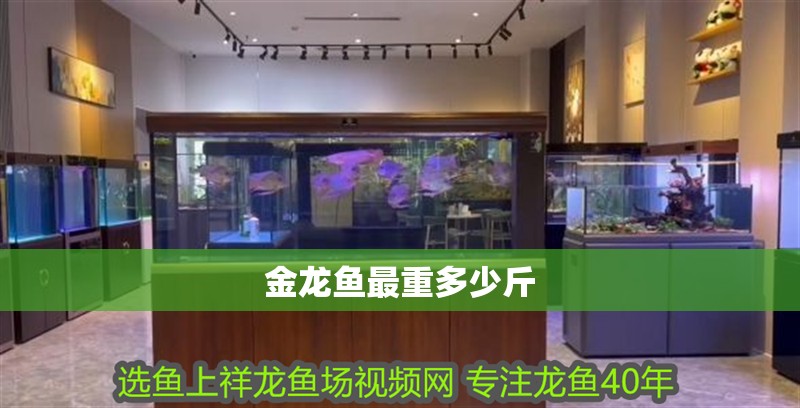金龍魚最重多少斤