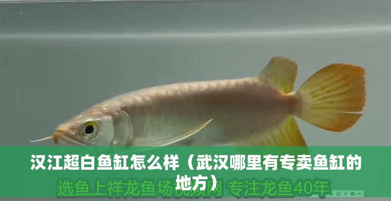 漢江超白魚缸怎么樣（武漢哪里有專賣魚缸的地方）