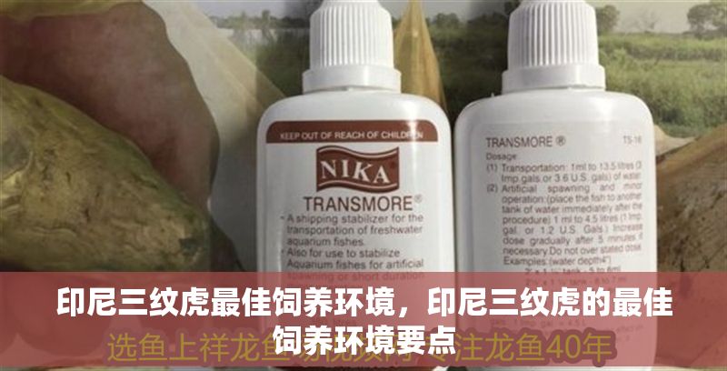 印尼三紋虎最佳飼養(yǎng)環(huán)境，印尼三紋虎的最佳飼養(yǎng)環(huán)境要點