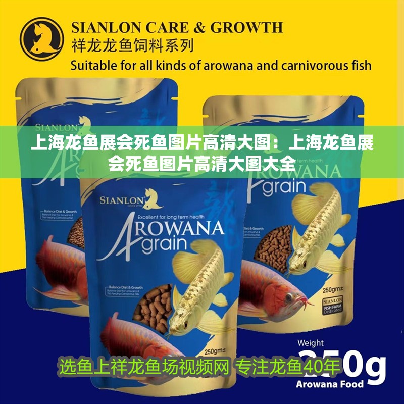 上海龍魚展會死魚圖片高清大圖：上海龍魚展會死魚圖片高清大圖大全
