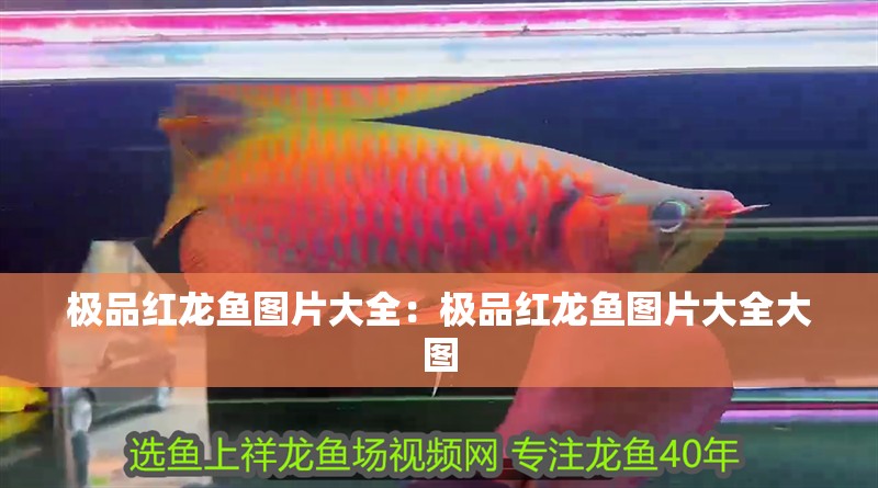 極品紅龍魚圖片大全：極品紅龍魚圖片大全大圖