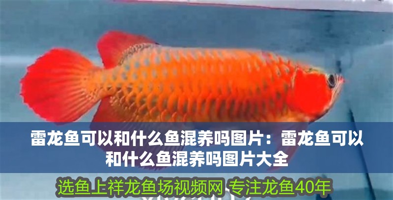 雷龍魚可以和什么魚混養嗎圖片：雷龍魚可以和什么魚混養嗎圖片大全