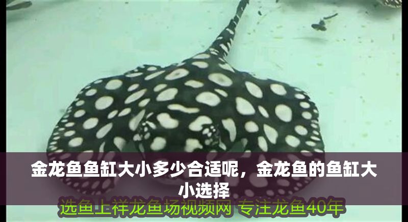 金龍魚魚缸大小多少合適呢，金龍魚的魚缸大小選擇