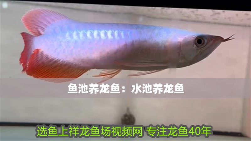 魚池養龍魚：水池養龍魚 魚池養龍魚：水池養龍魚 水族問答