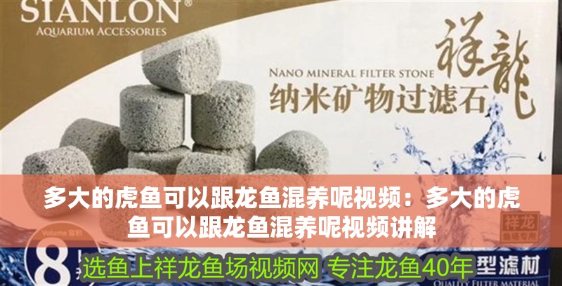 多大的虎魚可以跟龍魚混養呢視頻：多大的虎魚可以跟龍魚混養呢視頻講解