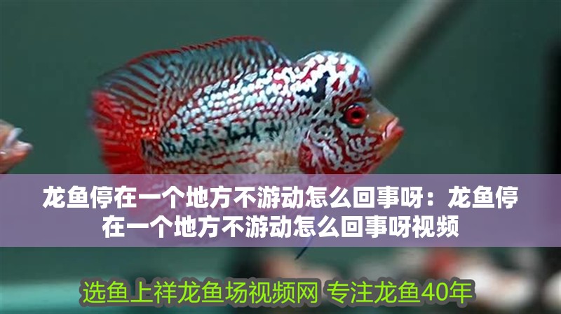 龍魚停在一個地方不游動怎么回事呀：龍魚停在一個地方不游動怎么回事呀視頻