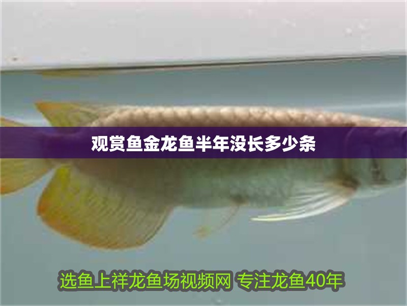 觀賞魚金龍魚半年沒長多少條