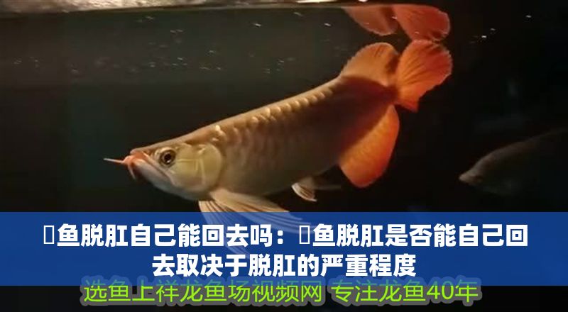 魟魚脫肛自己能回去嗎：魟魚脫肛是否能自己回去取決于脫肛的嚴重程度