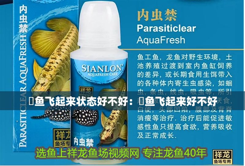 魟魚飛起來狀態(tài)好不好：魟魚飛起來好不好