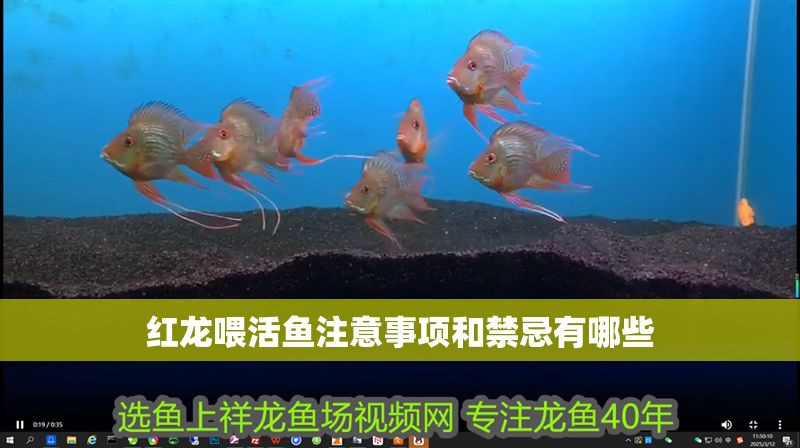 紅龍喂活魚注意事項和禁忌有哪些