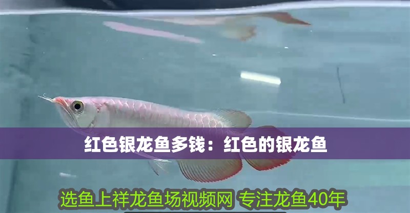 紅色銀龍魚(yú)多錢：紅色的銀龍魚(yú)