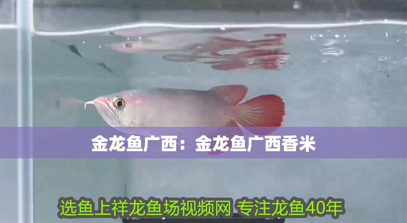 金龍魚廣西：金龍魚廣西香米