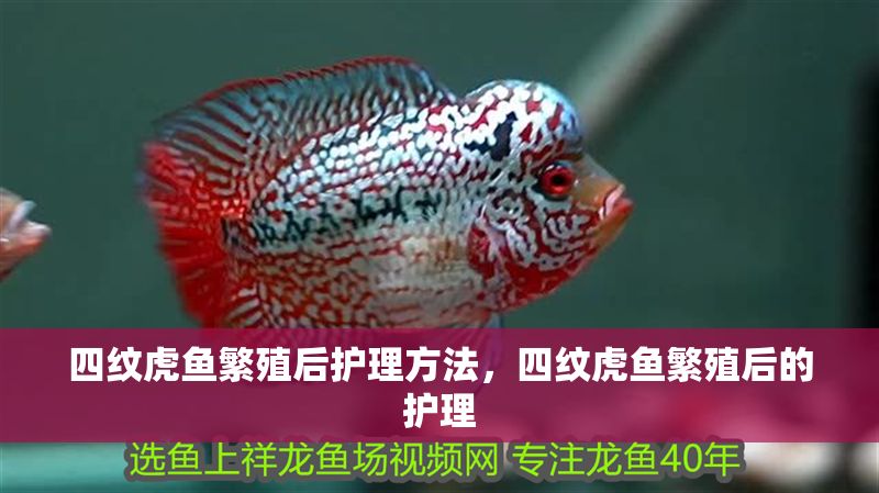 四紋虎魚繁殖后護理方法，四紋虎魚繁殖后的護理