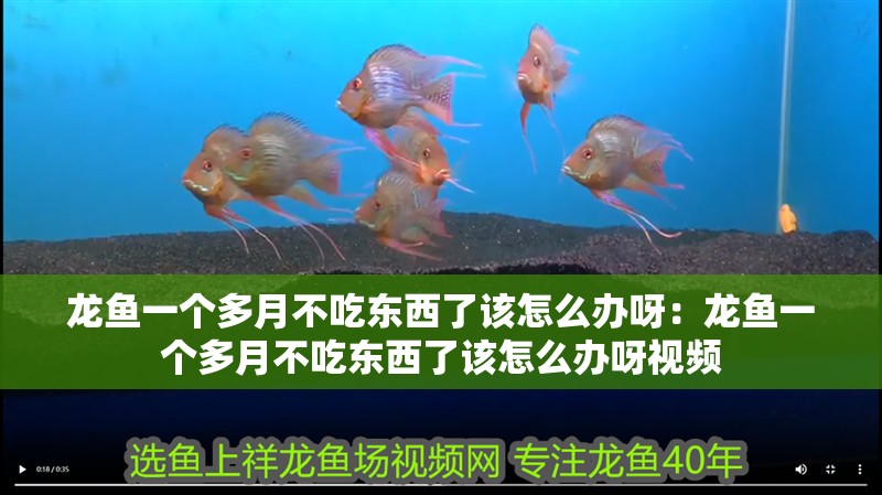 龍魚一個多月不吃東西了該怎么辦呀：龍魚一個多月不吃東西了該怎么辦呀視頻