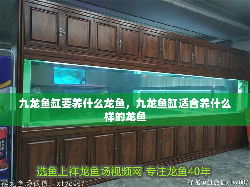 九龍魚缸要養什么龍魚，九龍魚缸適合養什么樣的龍魚