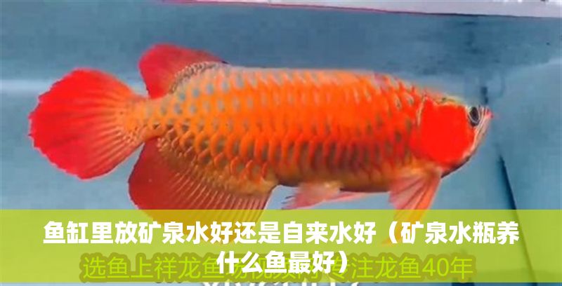 魚缸里放礦泉水好還是自來水好（礦泉水瓶養什么魚最好）