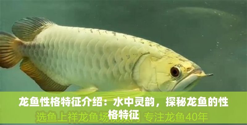 龍魚性格特征介紹：水中靈韻，探秘龍魚的性格特征