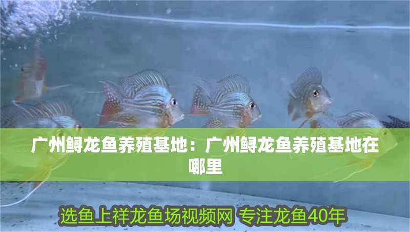 廣州鱘龍魚養(yǎng)殖基地：廣州鱘龍魚養(yǎng)殖基地在哪里