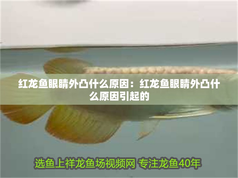 紅龍魚眼睛外凸什么原因：紅龍魚眼睛外凸什么原因引起的