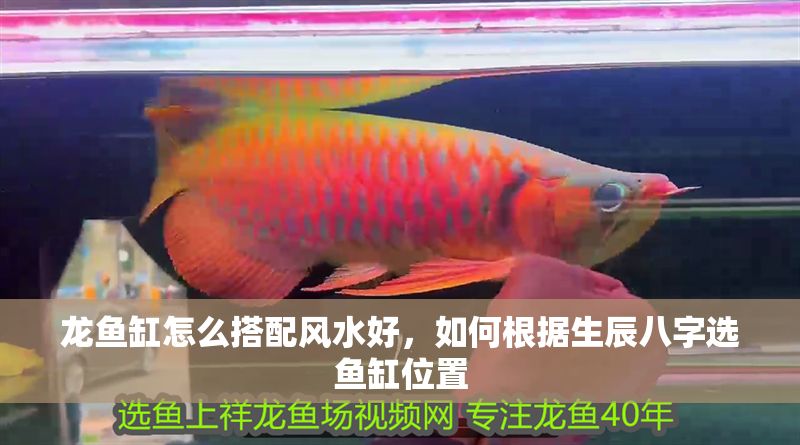 龍魚缸怎么搭配風水好，如何根據生辰八字選魚缸位置