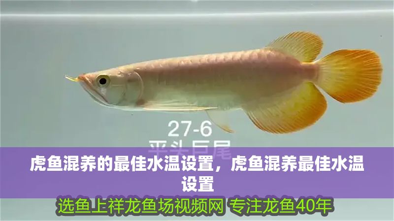 虎魚混養(yǎng)的最佳水溫設(shè)置，虎魚混養(yǎng)最佳水溫設(shè)置