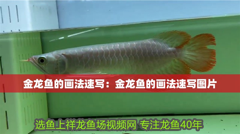 金龍魚的畫法速寫：金龍魚的畫法速寫圖片