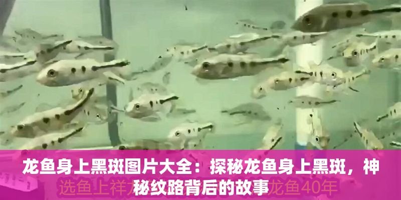 龍魚身上黑斑圖片大全：探秘龍魚身上黑斑，神秘紋路背后的故事