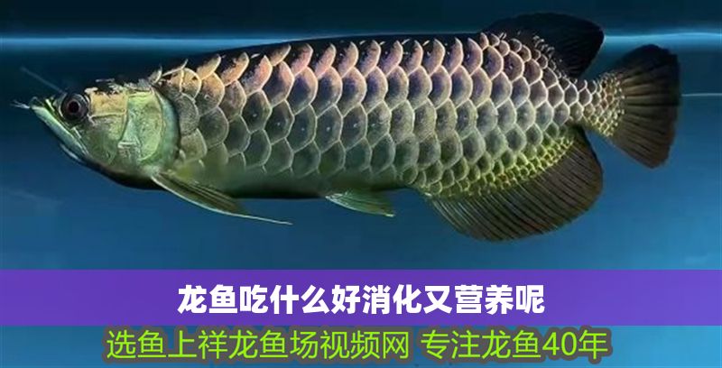 龍魚吃什么好消化又營養(yǎng)呢