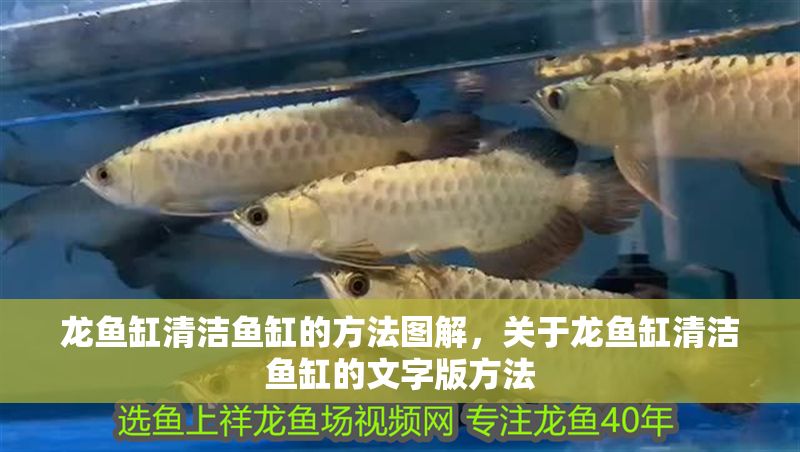 龍魚缸清潔魚缸的方法圖解，關于龍魚缸清潔魚缸的文字版方法