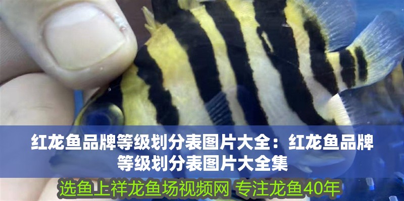 紅龍魚品牌等級劃分表圖片大全：紅龍魚品牌等級劃分表圖片大全集