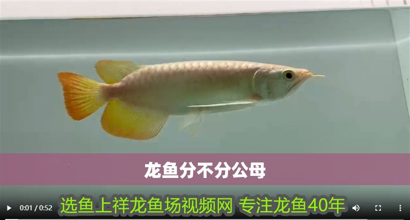 龍魚分不分公母