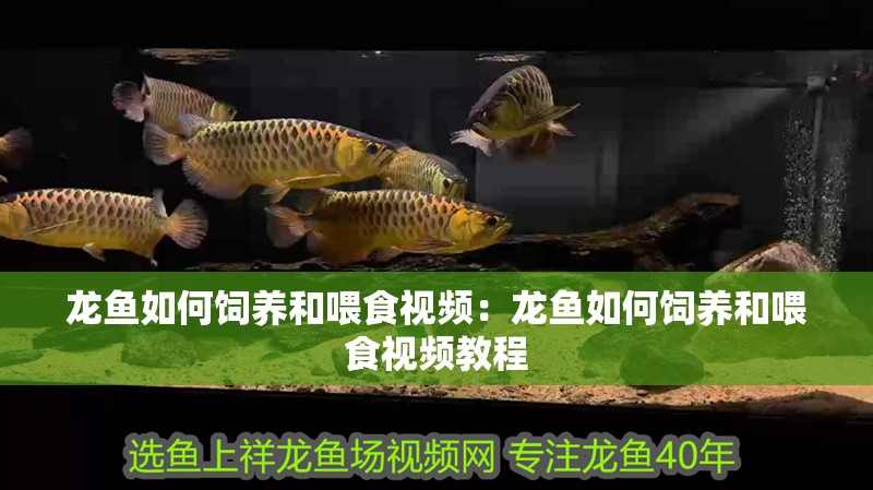 龍魚如何飼養和喂食視頻：龍魚如何飼養和喂食視頻教程