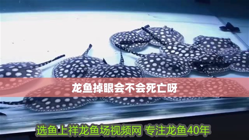 龍魚掉眼會不會死亡呀