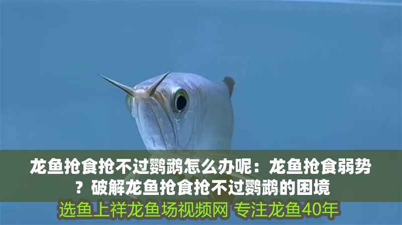 龍魚搶食搶不過鸚鵡怎么辦呢：龍魚搶食弱勢？破解龍魚搶食搶不過鸚鵡的困境